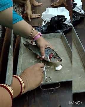 Fish Dissection... Zoology Practical By our Mam.