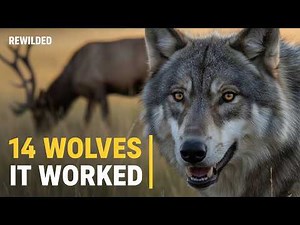 14 Wolves Changed Yellowstone Forever. Scientists Didn't Expect This.