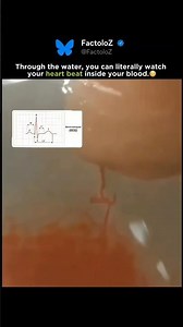 This is how your heartbeat makes blood pulse in waves underwater.