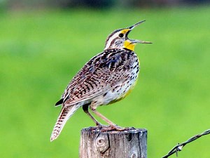 Kansas Birds: Pictures And Bird Identification Tips