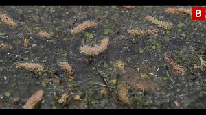 Slurry pouring into Lough Neagh from thousands of farms will continue to spark pollution incidents unless major action taken, it is warned. | Belfast Live