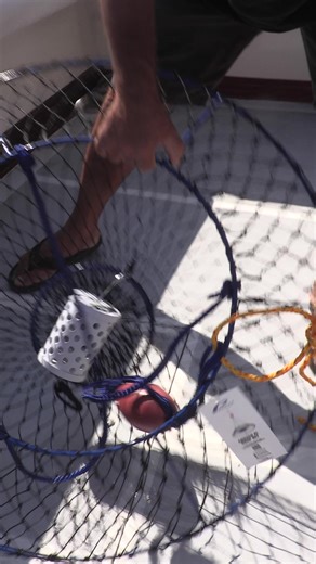 How to quickly deploy your hoop net while lobster hooping with Captain Dave Hansen! 🦞 | Promar & Ahi USA