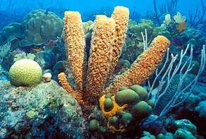 What is Porifera