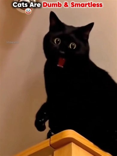 Are Really Cats Smartless?🤡#Shorts#Cats#UsaCatsShorts