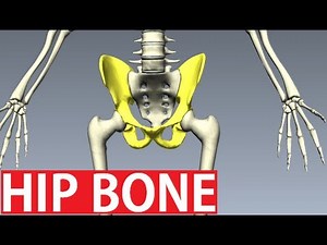 Bones Of The Pelvis Anatomy - Hip Bone Anatomy 1