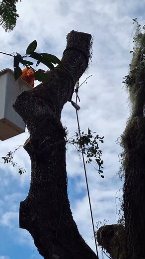 Expert Tree Trimming A Live Oak #liveoak #treetrimming