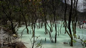 Trees growing in a white lake in Java. Gentle glide through the forest