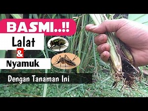 Basmi Lalat Di Kandang Ayam