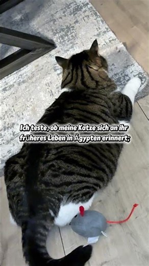 Erinnert sich meine Katze an ihr früheres Leben in Ägypten? 😳