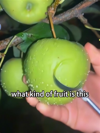 Exploring Different Types of Popular Fruits