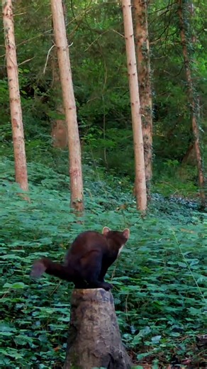 9.2K views · 1.7K reactions | Pine marten and foxes  I have a couple of cameras active in France as well, and this was captured there. Pine marten are one of the species I've never got on camera in Belgium, so I'm very grateful I can capture them in this beautiful French forest  #nature #wildlife #animals #forest #pinemarten #fox | Once Upon a Forest | Facebook