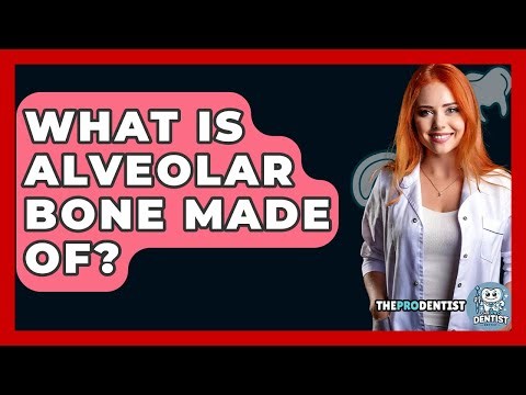 What Is Alveolar Bone Made Of? - The Pro Dentist
