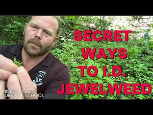 Secret Ways to Identify Jewelweed in the Wild