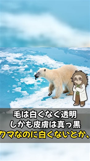 毛が白くないホッキョクグマの雑学3選
