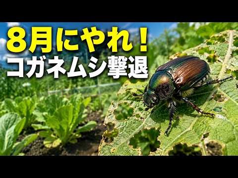 【8月に絶対やる】コガネムシ対策で秋冬野菜を守る！成虫・幼虫の見つけ方と畑の整え方【家庭菜園】