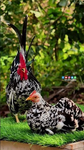 japanese mottled bantam | fancy hen
