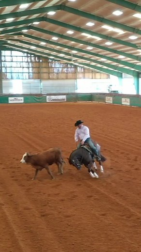 Q&A: Indoor Arena Dust Control #applythemethod #downunderhorsemanship #clintonanderson #horses #horsesoftiktok #qanda