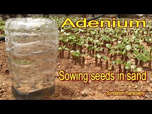 How to sow the Adenium seeds in sand