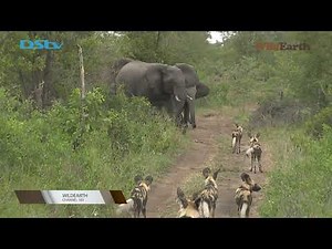 Elephant Herd Chases Wild Dogs - WildEarth (ch. 183)