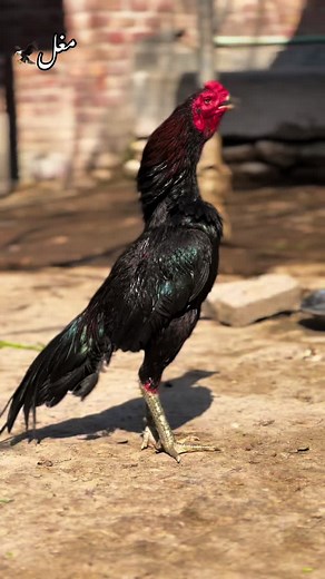 One of my favourite murga 5time winners 🥇#unfrezzmyaccount #brand #foryoupage❤️❤️