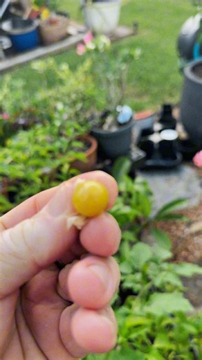 Why aren’t more people growing ground cherries? These sweet gems are garden gold! 🍒✨ | Texas Garden Guy