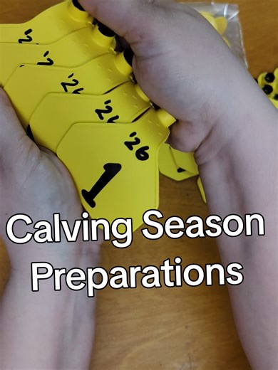 Essential Tips for Making Calf Ear Tags During Calving Season