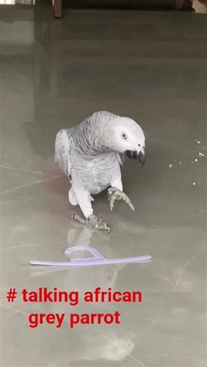 Cutest African Grey Parrot Moments You’ll See Today! ❤️🦜 #Shorts”