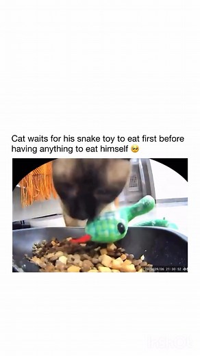 92K views · 3.8K reactions | FLUFFY MUST FEED HER BELOVED SNAKE FiRST WHEN SHE EATS... YOU CAN'T HANDLE THE KEWT! | Michael Ace | Facebook