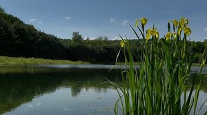 Spring Lapse - Episode 2