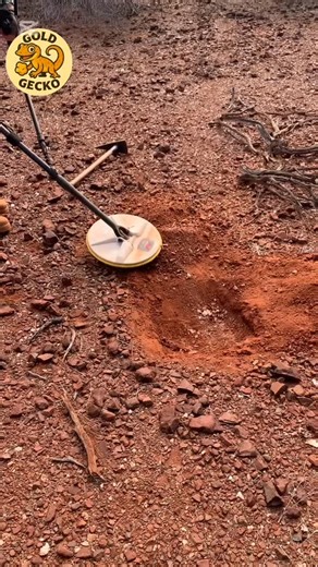 Gold hunting is better with mates! #goldnugget #wagold #gpx6000 #goldmining #sizedoesmatter #minelab | Gold Gecko