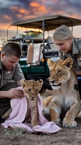 6.6M views · 177K reactions | Lion Cub's Miraculous Rescue A Heartwarming Tale of Survival! | Mr. LOST DOG | Facebook