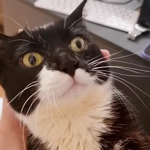 109K views · 5.6K reactions | The Pet Collective on Reels | Facebook