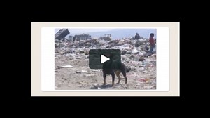 Mexico City Dump Dogs