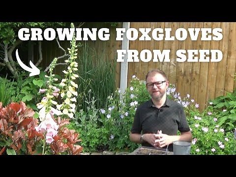 How to Grow Foxgloves From Seed | Growing & Sowing Digitalis Seeds | What Flowers to Sow in Summer