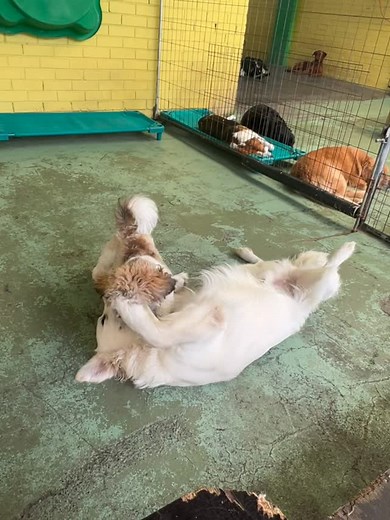 Cheddar and Odie | Dog Play Centre