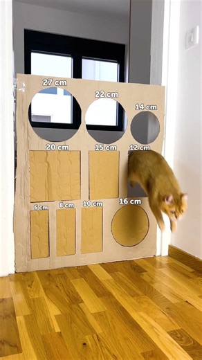 ¡Épico Enfrentamiento Felino: Extravaganza de Gato vs. Caja! 😸📦