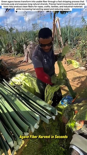 Agave Fiber Harvest in Seconds