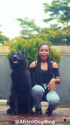 10K views · 159 reactions | Why do dogs like eating their poop?類 If you have experienced this, what other methods do you know can stops dogs from munching their poop? : @official_helaykennels #dogs #dogbreeds #dogbreeders dogbreeding #doglovers #dogworld #dogslife #ilovedogs #doglovers #dogloverforlife #dogloversoffacebook #dogsoffacebook #dogsoffb #dogcare #africogermanshepherds #africodogblog | Africo Dog Blog | Facebook