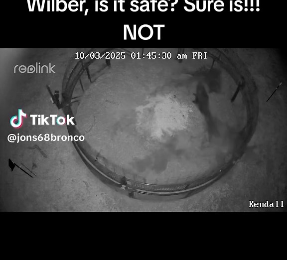 Effective Wild Hog Trapping Techniques in Oklahoma