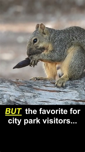 Eastern Fox Squirrel Eats & Runs #wildlife #california