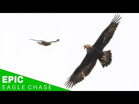 Golden Eagle vs Buzzard | Fierce Nest Defense!