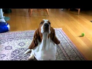 HAL basset hound --- his Monday routine