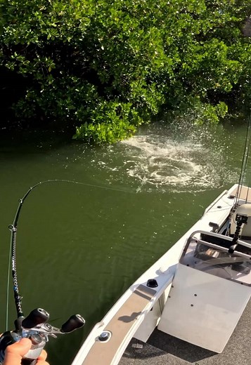 Topwater strikes. 👌🏻 #fishing #topwater #barramundi