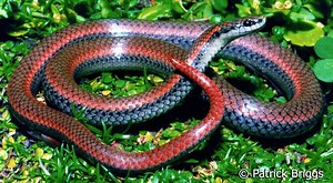 Sharp tailed snake - Alchetron, The Free Social Encyclopedia