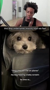 this dog undertands exactly how we feel