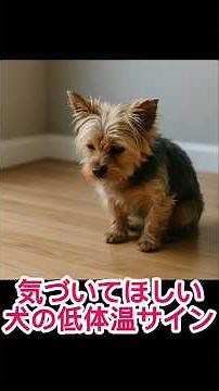 Signs of hypothermia in dogs you should be aware of #shorts #dog #lifewithdogs #doglife #dog #dog...