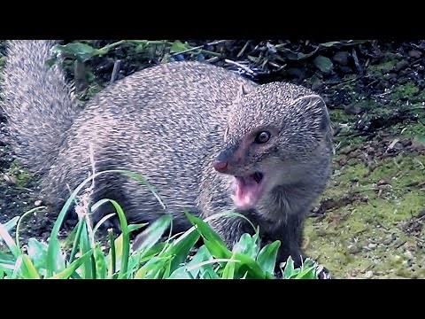 Hawaiian Mongoose