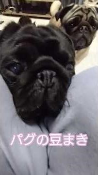 20260220 It's a fun and relaxing pug bean-throwing party (February 20th) #pug #pug #beanthrowing