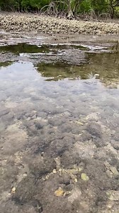 Mudskipper at Cape Keraudren, W.A 😁🇦🇺 | Mick Fullerton Wildlife