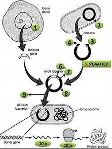 Diagram Quiz on Steps in Recombinant DNA or rDNA technology